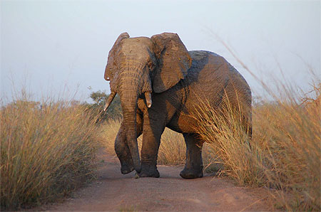 Monsieur l'�l�phant