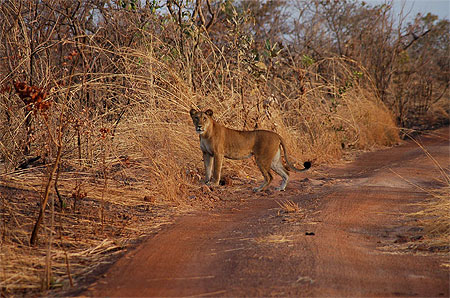 La lionne