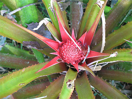 Ananas