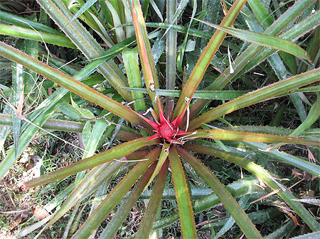 Ananas