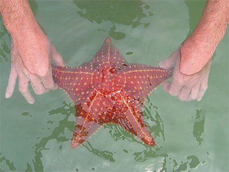 Etoile de mer