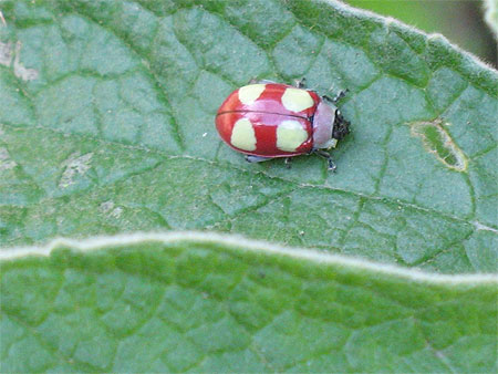 Coccinelle