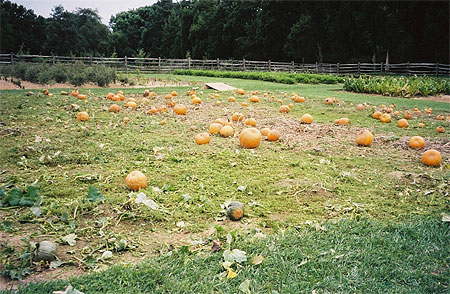 Les citrouilles de Mount Vernon-Virginia