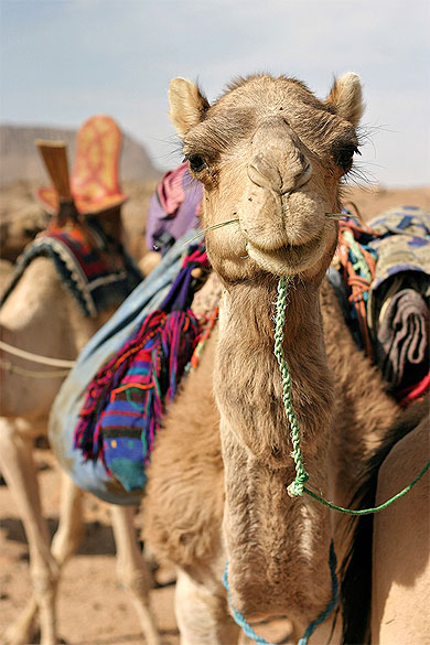 Une caravane de dromadaires en remontant vers Tamanrasset