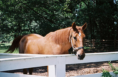 Cheval � Williamsburg