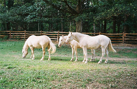Trois chevaux � Williamsburg