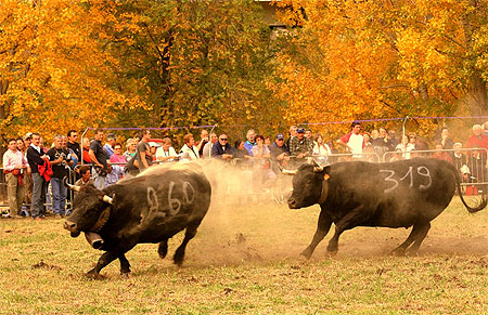 Combat de reines en automne