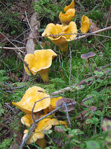 Girolles