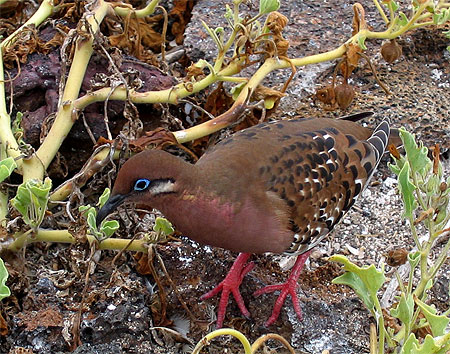 Tourterelle des Galapagos