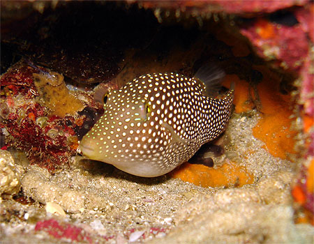 Square fish