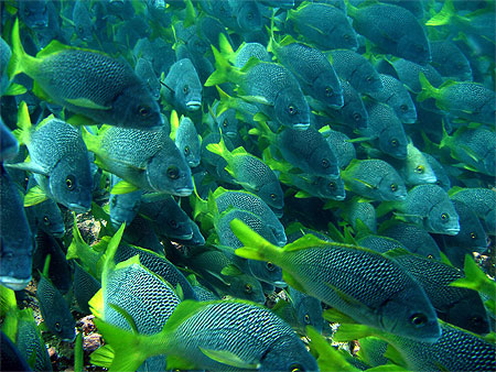 Yellowtail Snappers