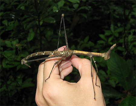 Prosarthria teretrirostris