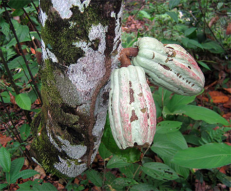Fruit du cacaoyer