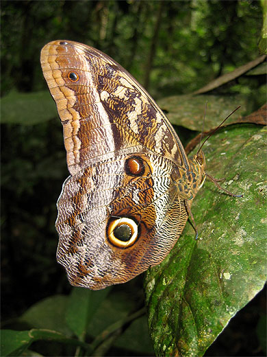 Papillon hibou