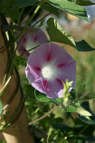 Petite fleur du parc de Bercy