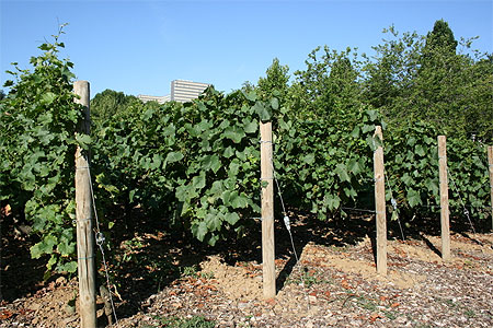 Vignes
