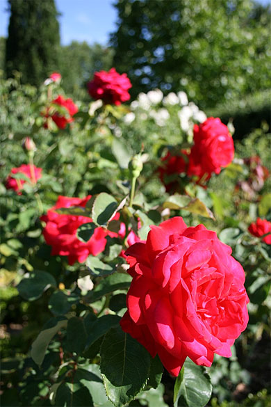 Fleurs du parc de Bercy