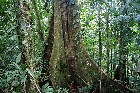 Arbres d'Amazonie