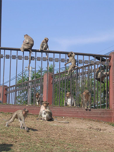 Singes sacr�s de Lopburi