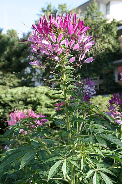 Belle fleur du parc de Bercy