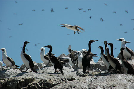 �le de Ballestas