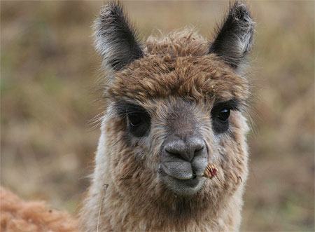 B�b� lama