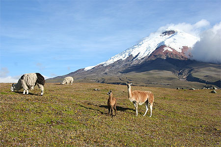 Lamas au pied du Chimborazo