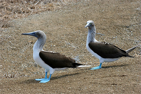 Fous � pattes bleues