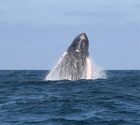 Baleine � bosse
