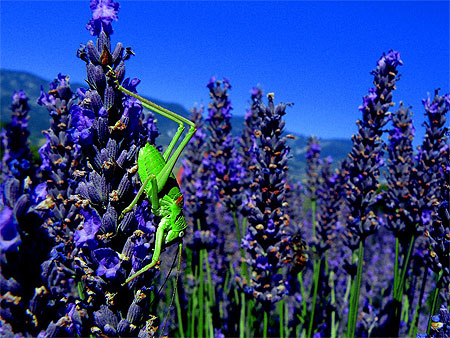 Insecte et lavande