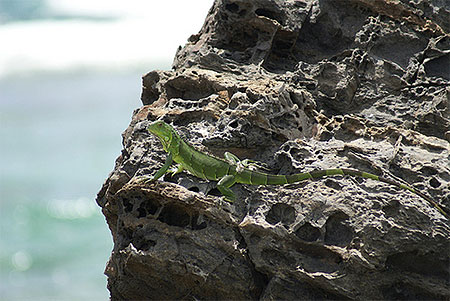Iguane - Baie Lucas