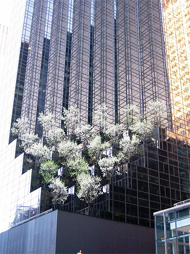 Arbres insolites sur la 5�me avenue