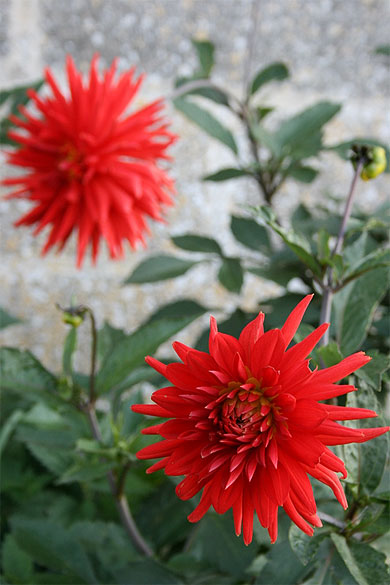 Fleurs de Gerberoy