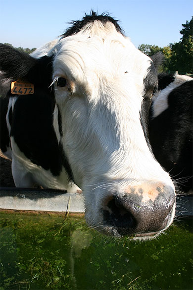 T�te de vache