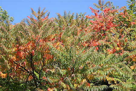 Couleurs d'automne