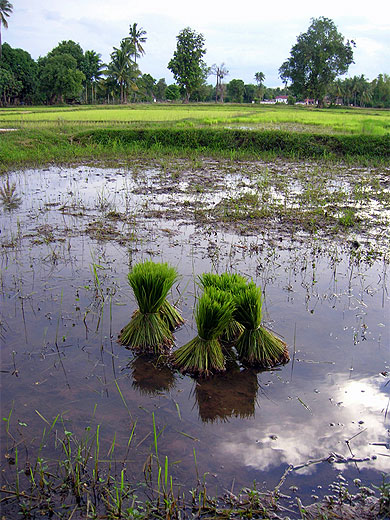 Rizi�re � Don Khon