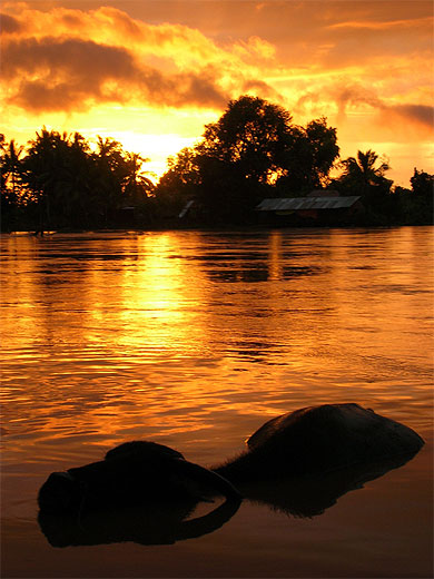 Coucher de soleil et buffle. Don Khon