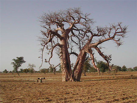 Baobab