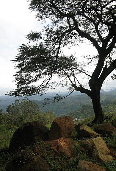 Sur la route de Munnar... 