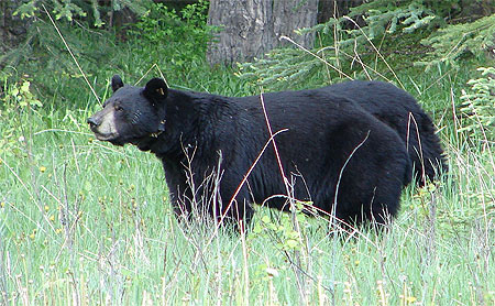 L'ours noir