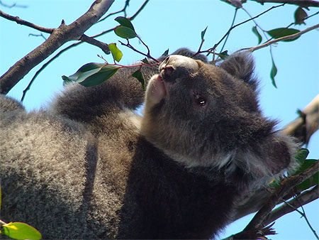Koala en libert� sur son Eucalyptus