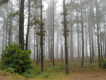 For�t de pins des Canaries dans le brouillard