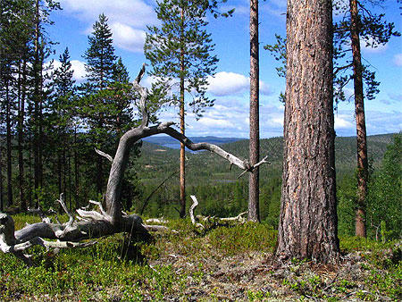 For�t � Inari