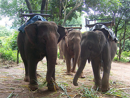 Trek - �l�phants