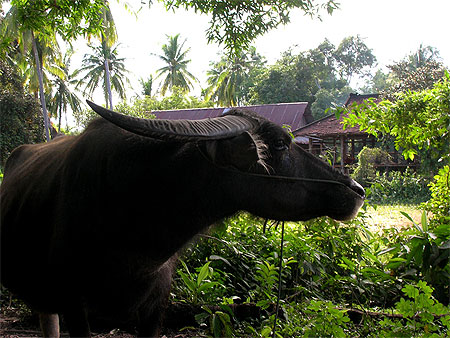 Portrait de buffle sur l'Ile de Don Khon Laos