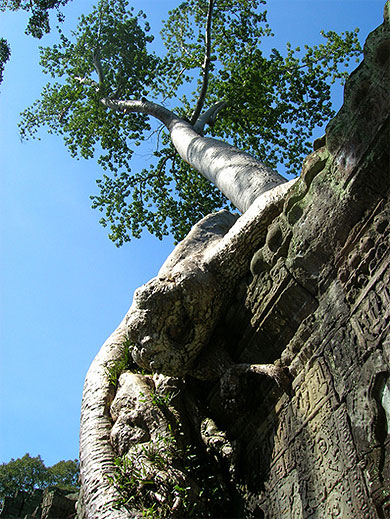 Angkor arbre sur un temple