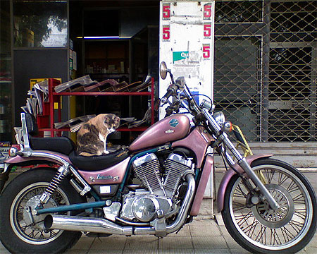 Born to be wild