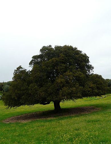 Filitosa