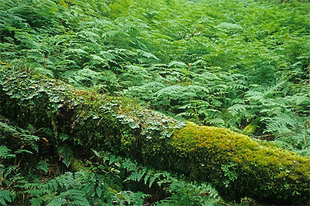 Plus vert que vert