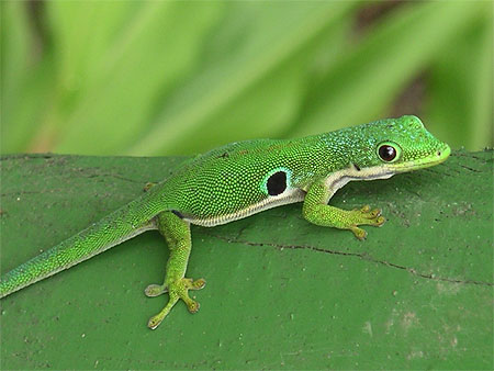 L�zard Madagascar